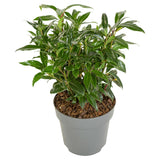 Livraison plante Sarcocoque 'Winter Gem'® - ↨25cm - Ø19cm - plante de haie