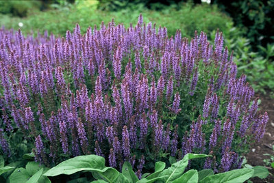 Salvia Dei Boschi (Salvia Nemorosa) 'Caradonna'