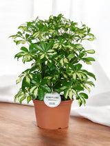 Livraison plante Schefflera Gerda