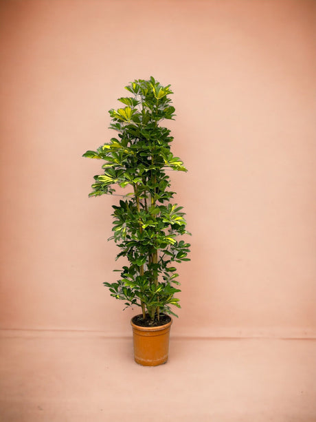 Livraison plante Schefflera Gold Capella