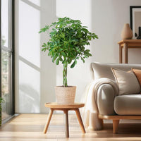 Schefflera Nora e il suo vaso