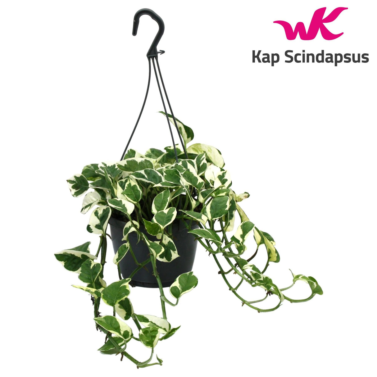 Livraison plante Scindapsus (Epipremnum) N'Joy Hang h35.0cm