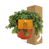 Livraison plante Sedum Tornado