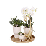 Livraison plante Set Orchidée Blanche Phalaenopsis et Succulentes en Pots Céramique