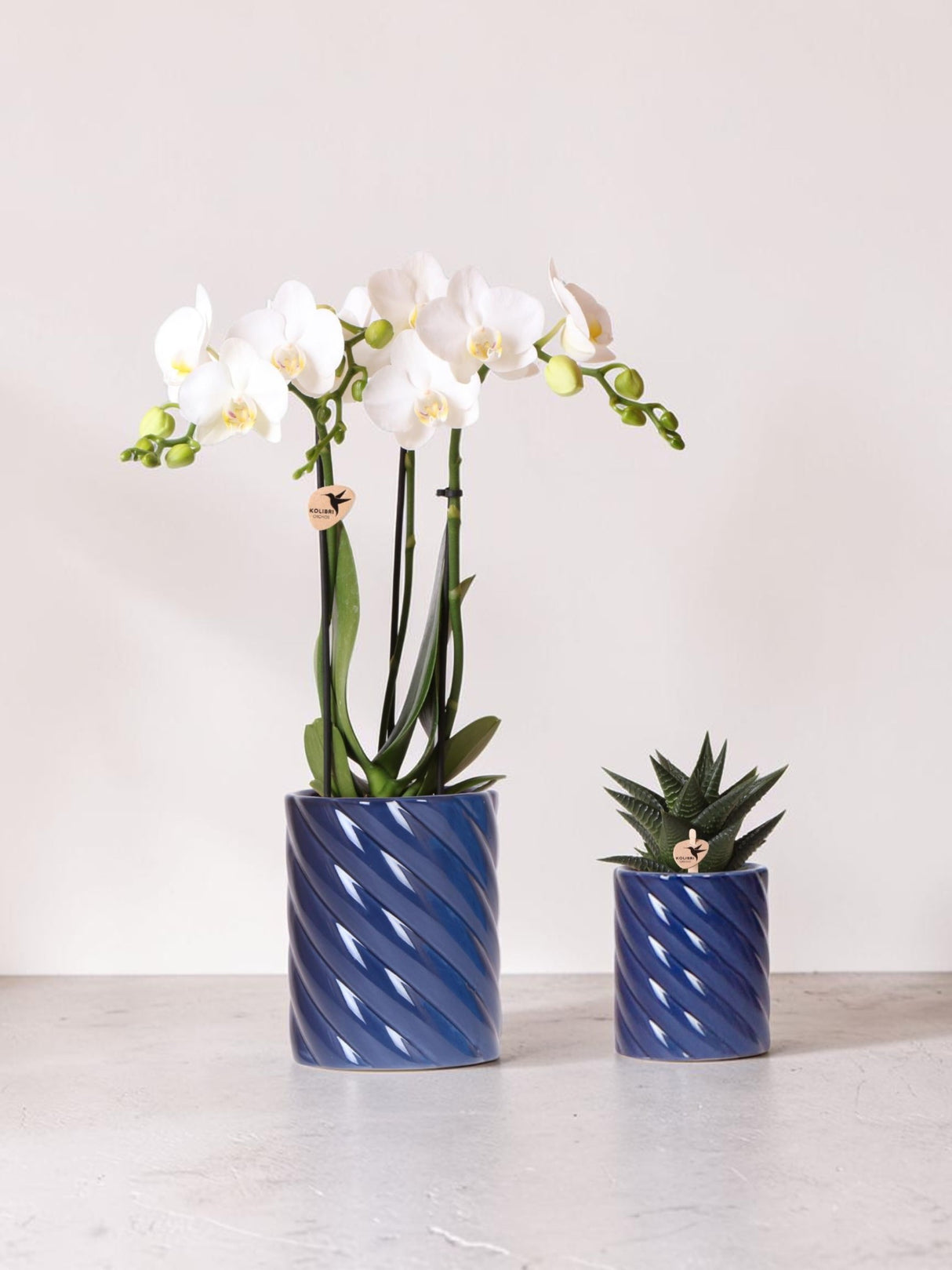 Set orchidea Phalaenopsis bianca e Haworthia in vasetti di caramelle