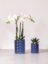 Set orchidea Phalaenopsis bianca e Haworthia in vasetti di caramelle