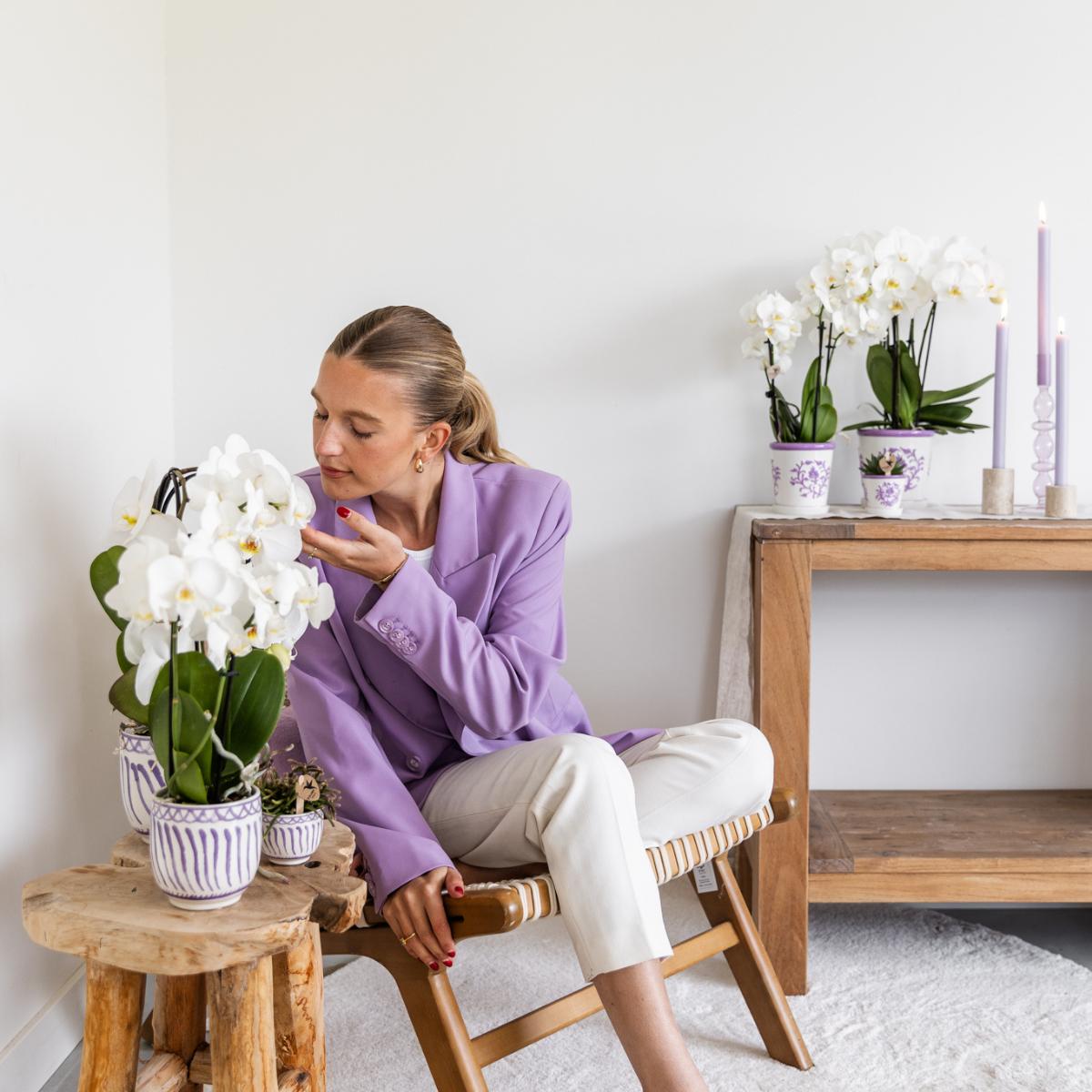 Livraison plante Sierpot Granada Lilas