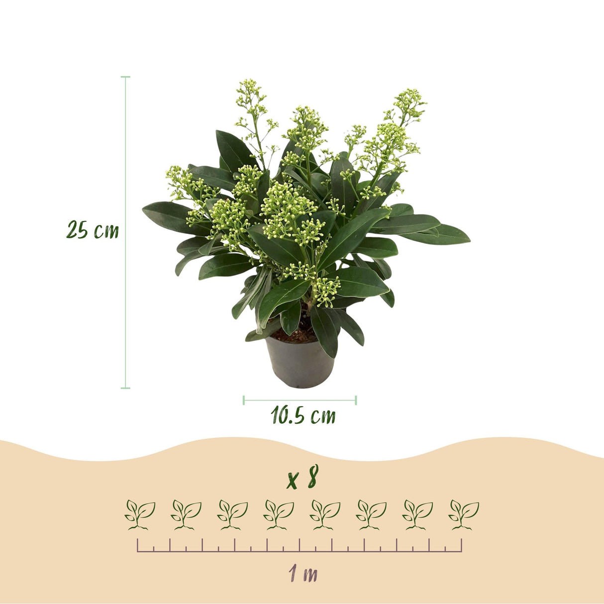Livraison plante Skimmia japonica Duo – Lot de 2 – Pot 10,5 cm