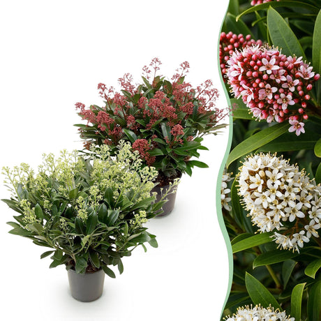 Livraison plante Skimmia japonica Duo – Lot de 2 – Pot 19 cm – Hauteur 60 cm