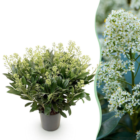 Livraison plante Skimmia japonica Finchy en pot