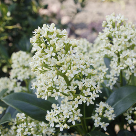 Livraison plante Skimmia japonica Finchy – Lot de 2 – Pot 10,5 cm