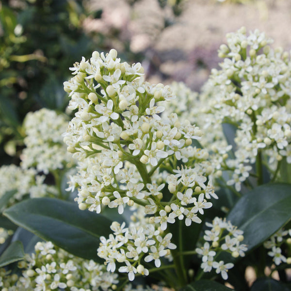 Livraison plante Skimmia japonica Finchy – Lot de 2 – Pot 10,5 cm
