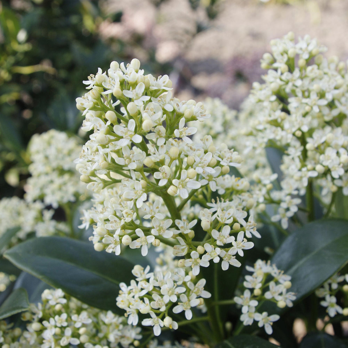 Livraison plante Skimmia japonica Finchy – Pot 19 cm – Hauteur 60 cm