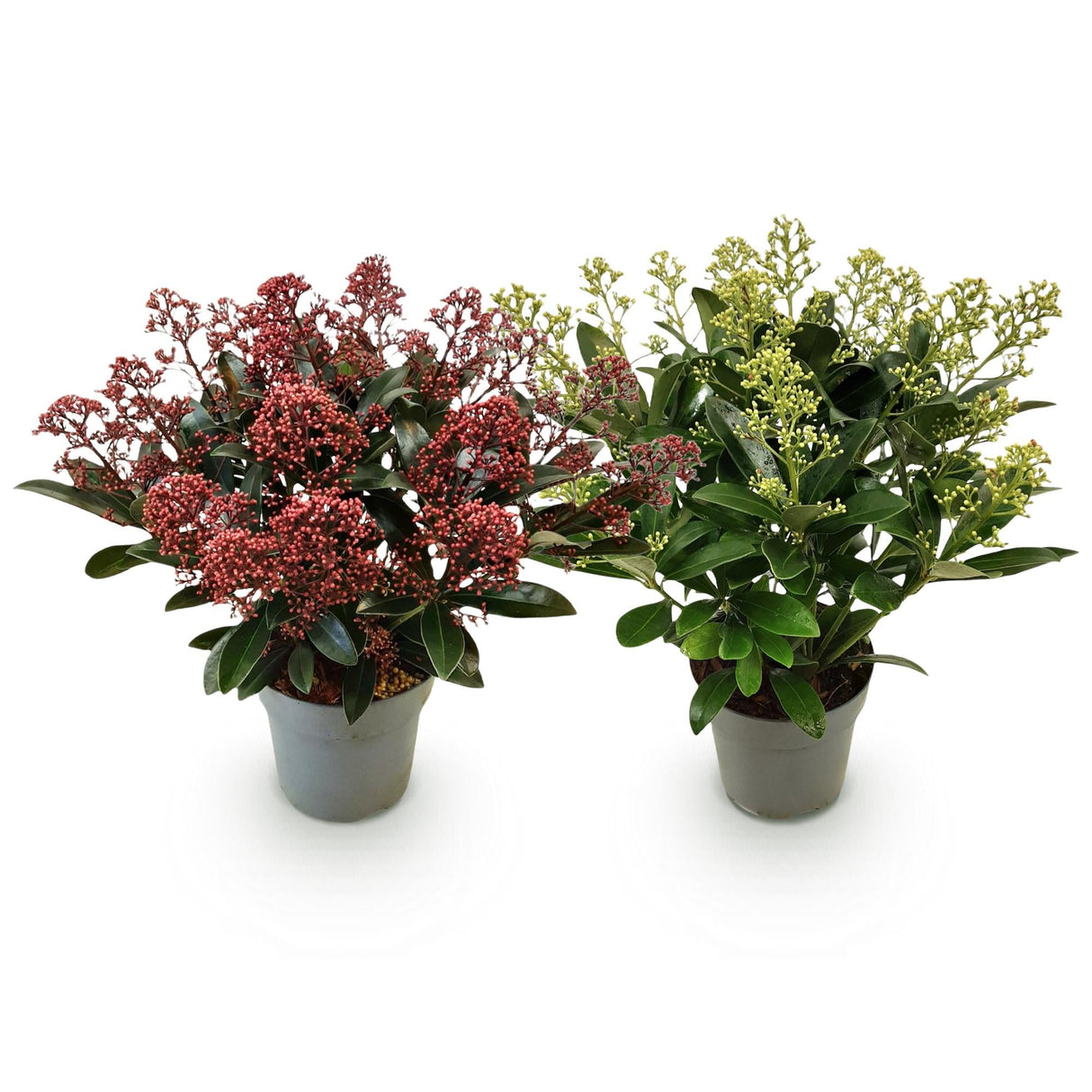 Livraison plante Skimmia japonica Rubella & Finchy – Lot de 2 – Pot 15 cm