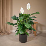 Livraison plante Spathiphyllum