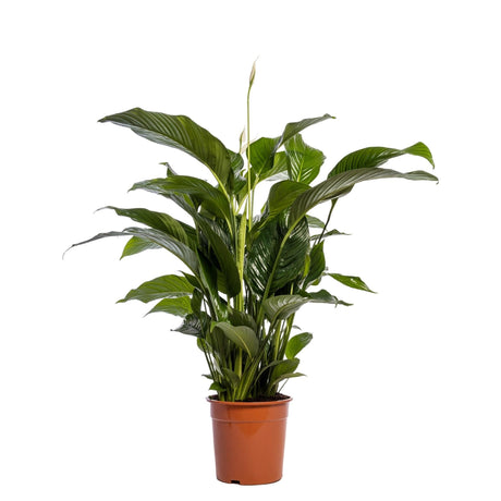 Livraison plante Spathiphyllum Blanc