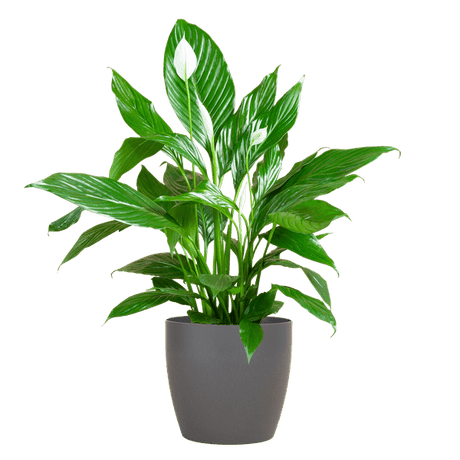 Livraison plante Spathiphyllum et son pot