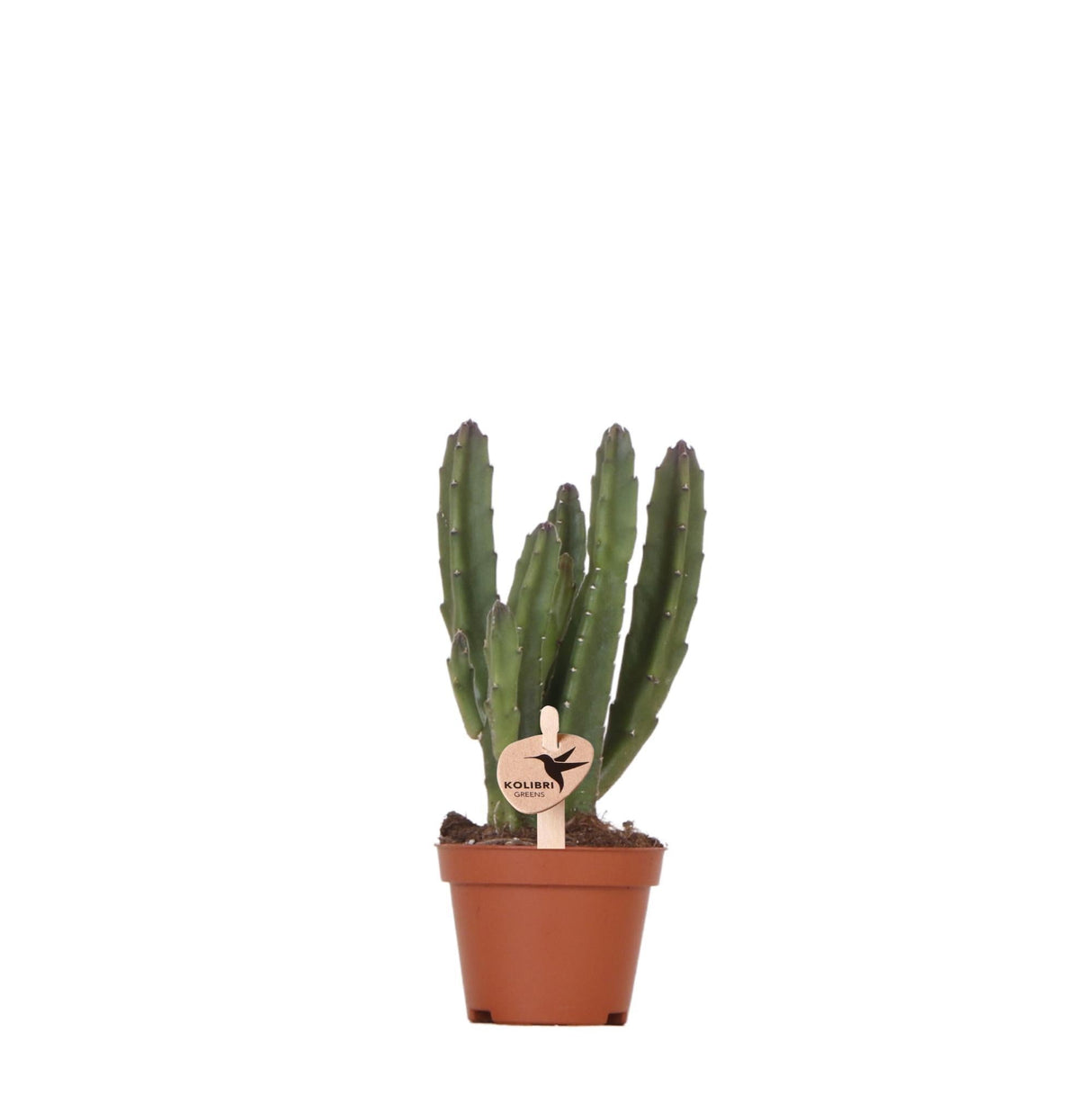 Livraison plante Stapelia | Plante d'intérieur unique - pot de pépinière inclus