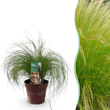 Livraison plante Stipa tenuifolia Pony Tails – Pot 17 cm – Hauteur 50 cm