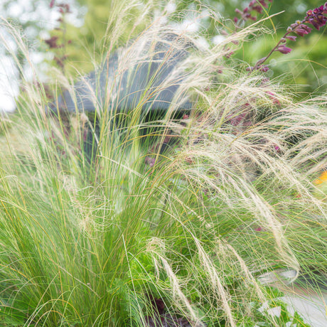 Livraison plante Stipa tenuissima Ponytails