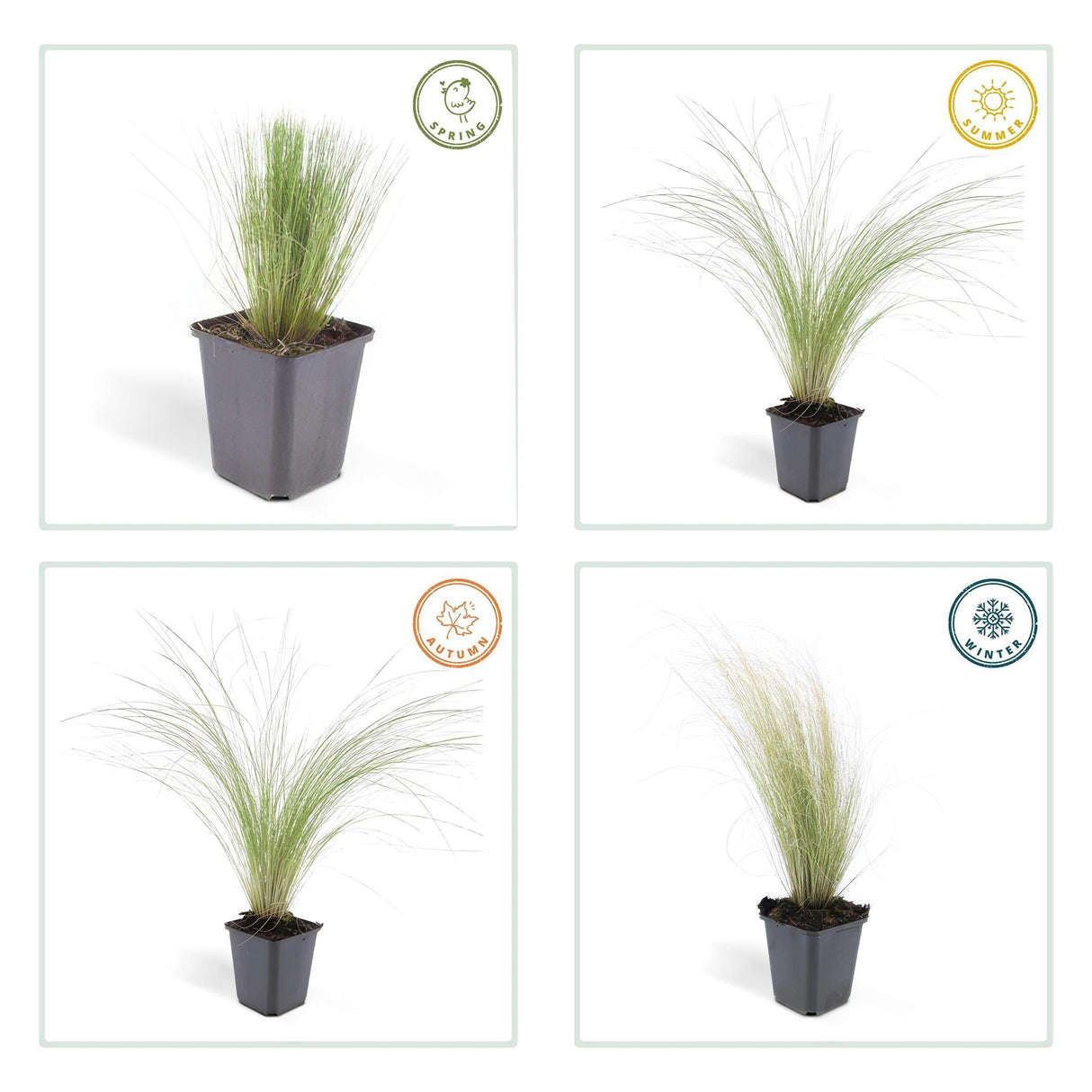 Livraison plante Stipa tenuissima Ponytails