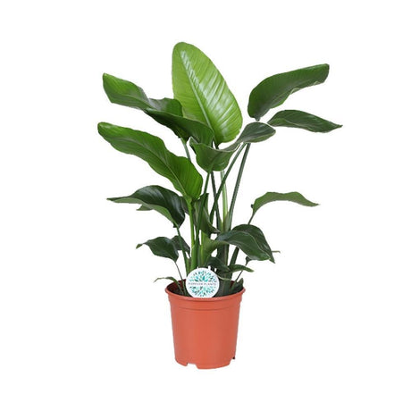 Livraison plante Strelitzia Nicolai