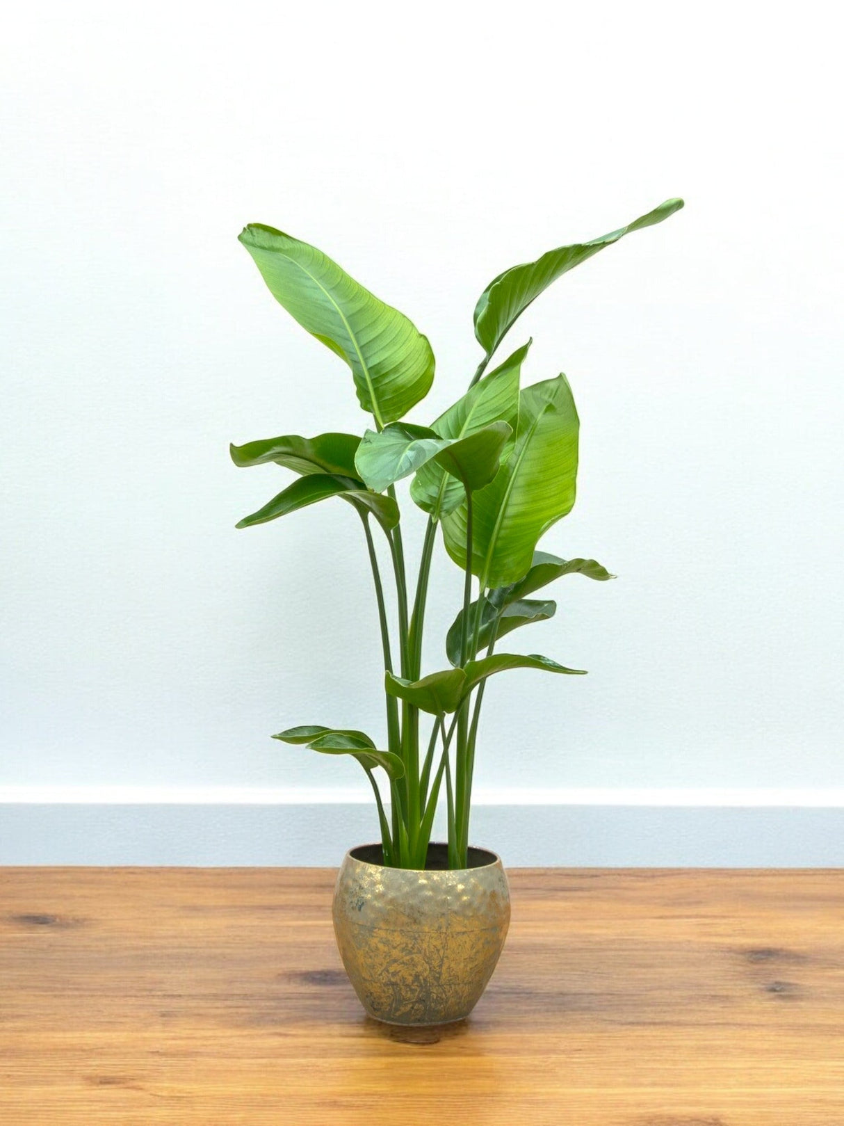 Livraison plante Strelitzia Nicolai