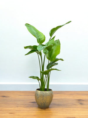 Livraison plante Strelitzia Nicolai