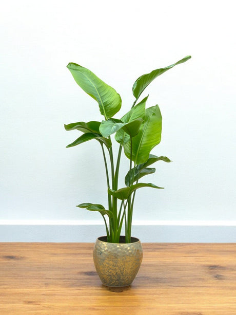 Livraison plante Strelitzia Nicolai