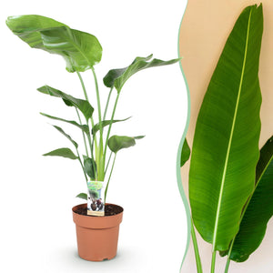 Livraison plante Strelitzia Nicolai
