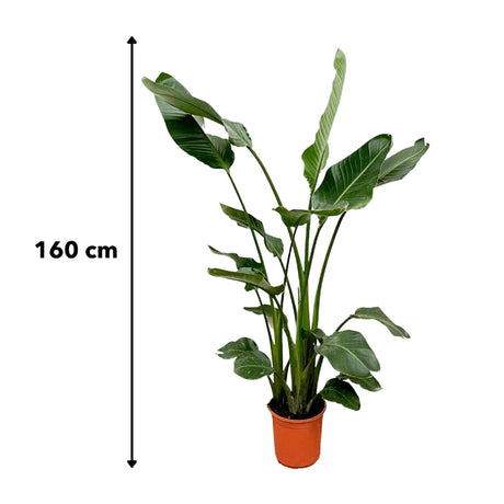 Livraison plante Strelitzia Nicolai