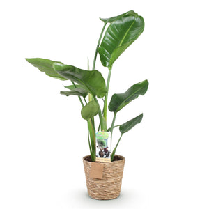 Livraison plante Strelitzia Nicolai et panier H80cm