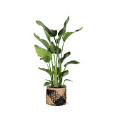 Livraison plante Strelitzia Nicolai et son pot