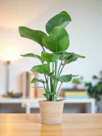Strelitzia Nicolai e il suo vaso