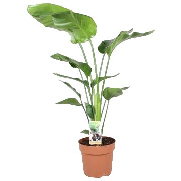 Livraison plante Strelitzia Nicolai - Hoogte 90 - 100