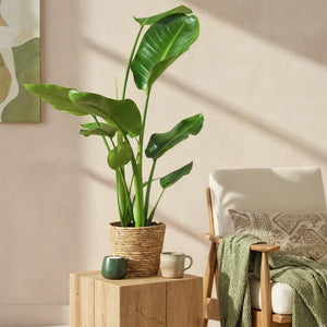 Livraison plante Strelitzia nicolai – Lot de 2 – Pot 17 cm – Hauteur 70 - 90cm