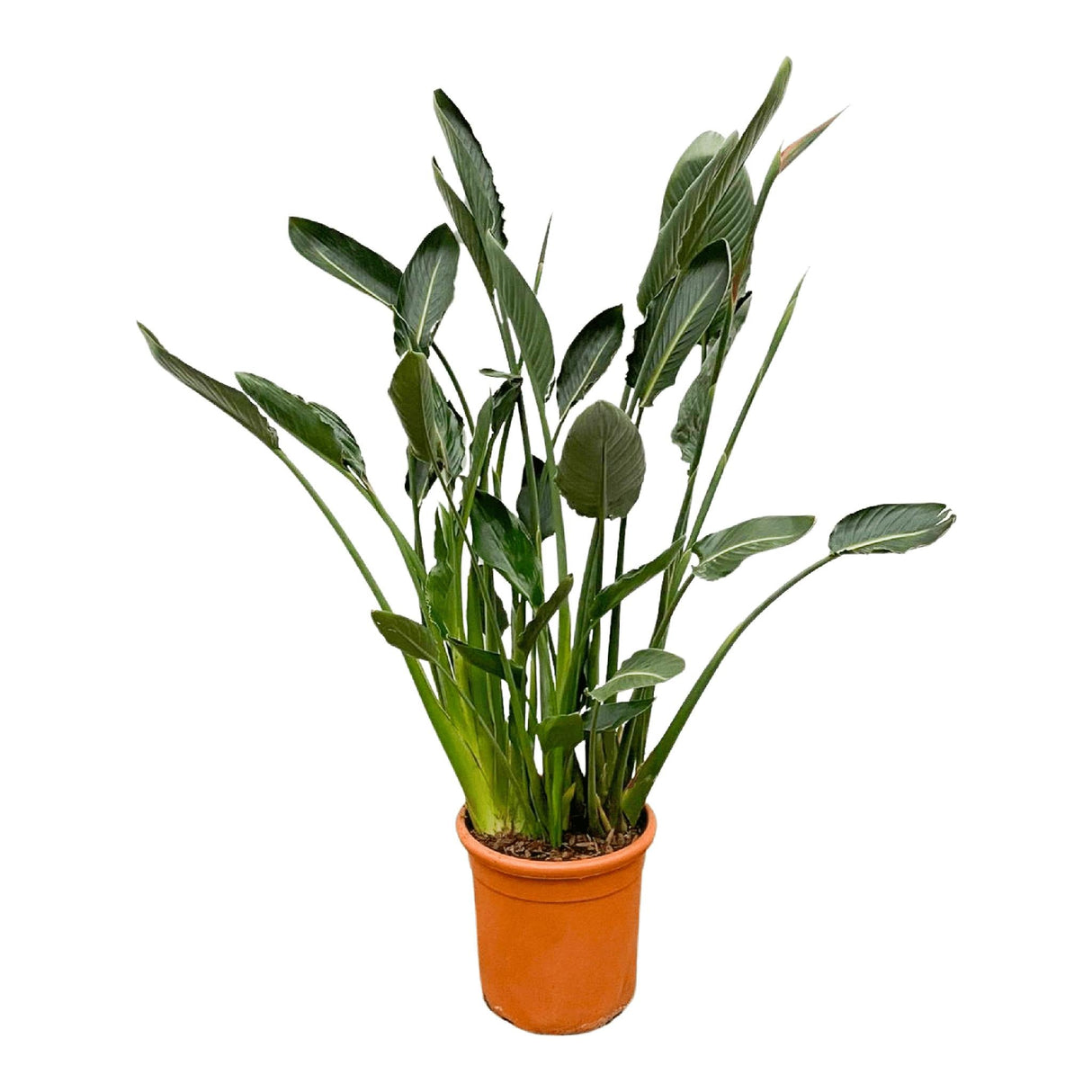 Livraison plante Strelitzia Reginae XL