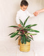 Livraison plante Stromanthe - Calathea Triostar