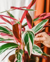 Livraison plante Stromanthe - Calathea Triostar