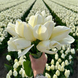 Livraison plante Super Tulip Mix - 100 Bulbes de Tulipes