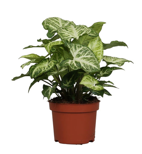 Livraison plante Syngonium Arrow