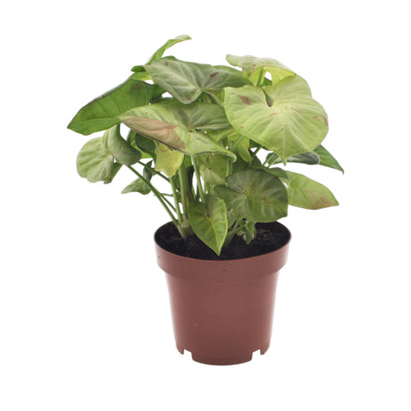 Livraison plante Syngonium Milk Confetti