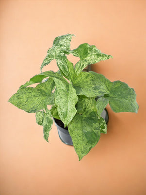Syngonium chiazzato