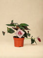 Livraison plante Syngonium Red Arrow