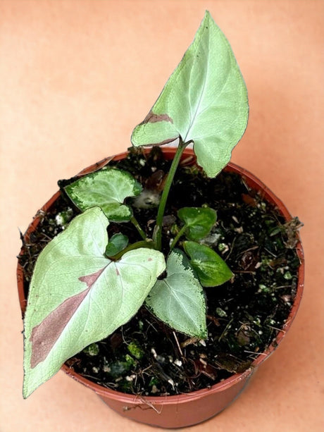 Livraison plante Syngonium Strawberry Milk