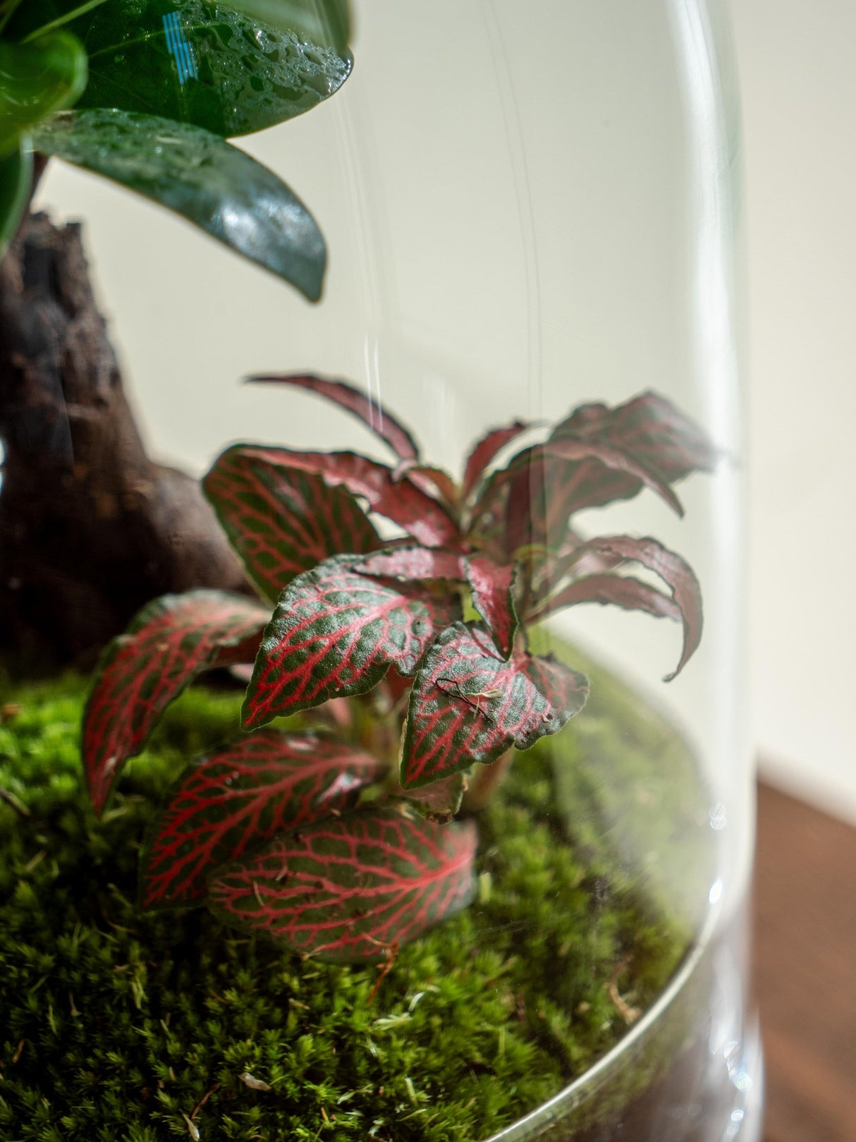 Livraison plante Terrarium - Balangan