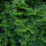 Livraison plante Thuja occidentalis Smaragd – Lot de 6 – Hauteur 60 cm