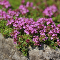 Timo Rampicante (Thymus praecox) 'Coccineus'
