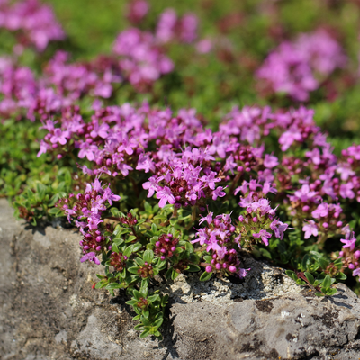 Timo Rampicante (Thymus praecox) 'Coccineus'