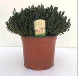 Livraison plante THYMUS FAUSTINI 18 - Ø18cm - ↕45cm